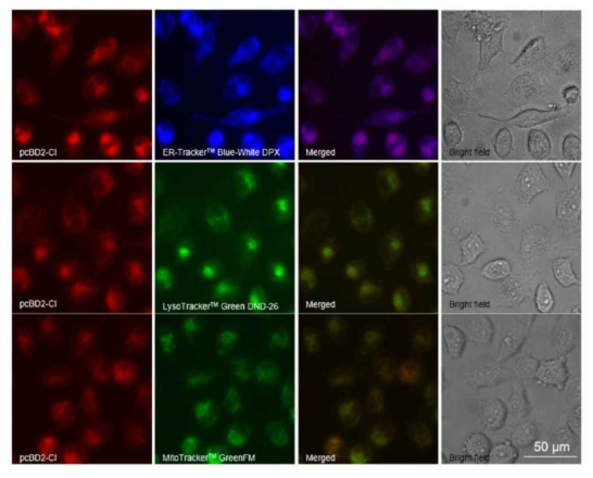 pcBD2-Cl-GSH 의 세포내 분포를 확인하기 위한 이미지