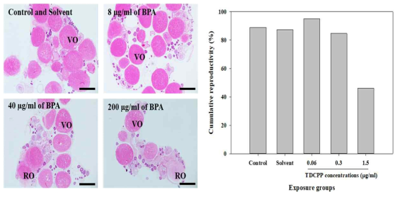 BPS에 노출된 암컷에서의 난모세포 성 성숙과 TDCPP에 노출된 제브라피시의 누적 산란율. VO: vitellogenic oocytes, RO: regressive oocytes