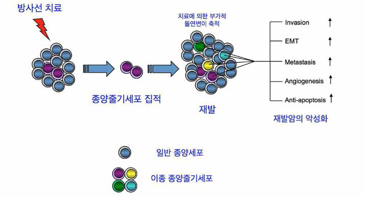 방사선 및 항암 치료 투 생존 종양줄기세포에 의한 재발 및 악성화 모식도