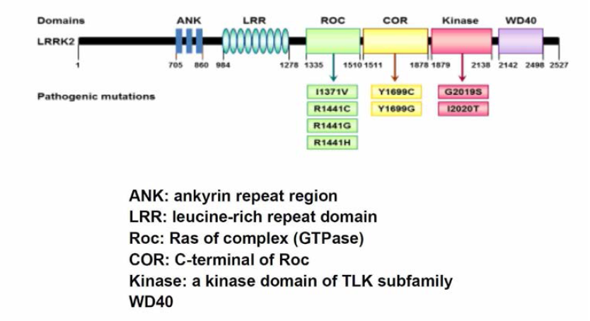 기존 LRRK2의 약물 표적으로서 중요한 돌연변이들