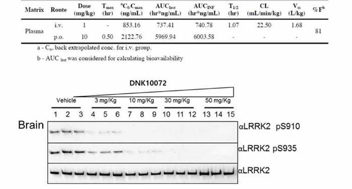 확보된 유효물질 DNK10072의 in vivo 저해능 확인