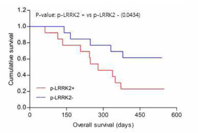 뇌종양 환자의 LRRK2 인산화에 따른 예루 변화