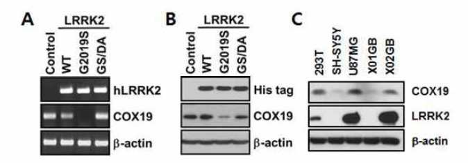 LRRK2에 의한 COX19 발현 분석. LRRK2 WT, G2019S 및 G2019S/D1994A에 의한 COX19 mRNA (A) 및 단백질 (B) 발현 분석. C) GSC에서의 LRRK2 및 COX19 발 현 분석