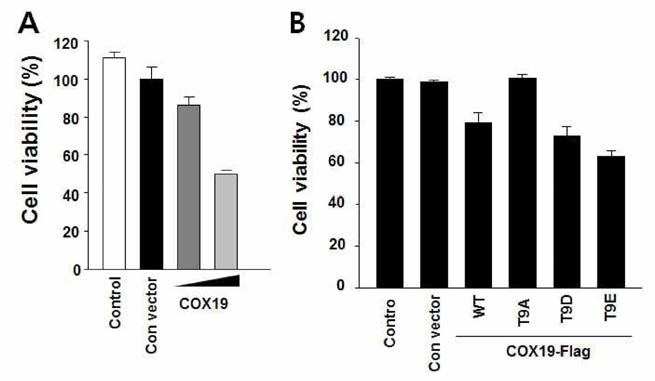 COX19 발현과 신경세포 손상 연계성 분석. A) COX19 WT 과발현을 통한 신경세포 손상 증가. B) COX19 인산학 돌연변이 과발현을 통한 신경세포 손상 분석