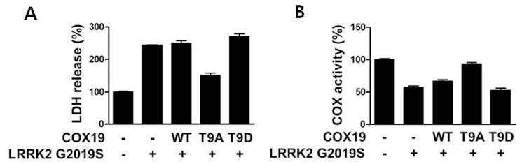 LRRK2 유도 신경손상에의 COX19 영향 분석. LRRK2와 COX19 (WT, T9A, T9D) 과발현 이후 신경 손상(A) 및 COX 활성 (B) 분석