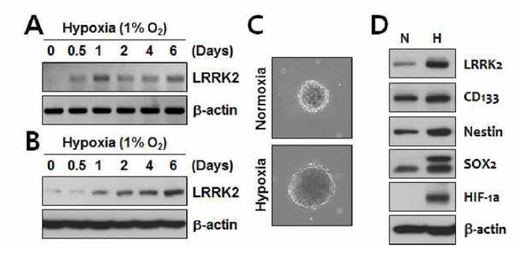Hypoxia에 의한 LRRK2 발현 및 stemness 증가 분석. 시간대별 hypoxia 유도 이후 LRRK2 mRNA (A) 및 단백질 (B) 발현 분석. C) hypoxia 이후 sphere size 증가 확인. D) hypoxia에 의한 stemness 마커들 증가 분석