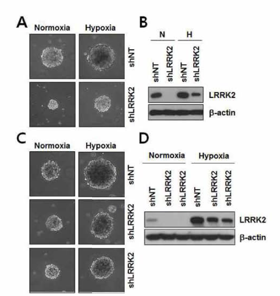 LRRK2 발현 감소에 의한 hypoxia 유도 sphere size 증가 감소 분석. 448T (A, B) 및 528NS (C, D) 세포에서 각각 sphere size (A, C) 및 LRRK2 발현 (B, D)를 확인