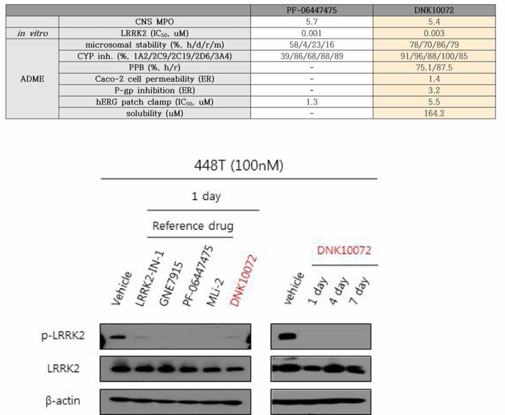 유효물질 (DNK10072)의 세포활성 검증