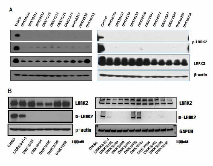 A. 448T 세포를 이용한 Western blot 결과，B. NIH-3T3 세포 를 이용한 Western blot 결과