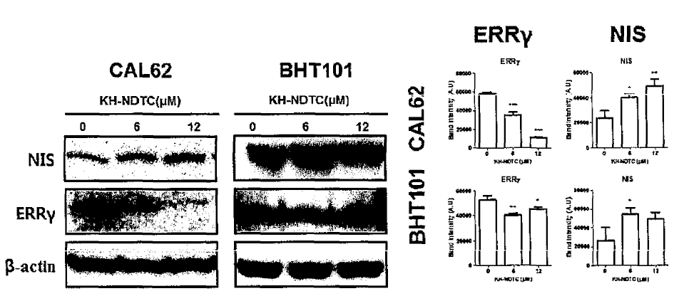Effects of KH-NDTC on ERRγ and NIS protein expression in anaplastic thyroid cancer cells