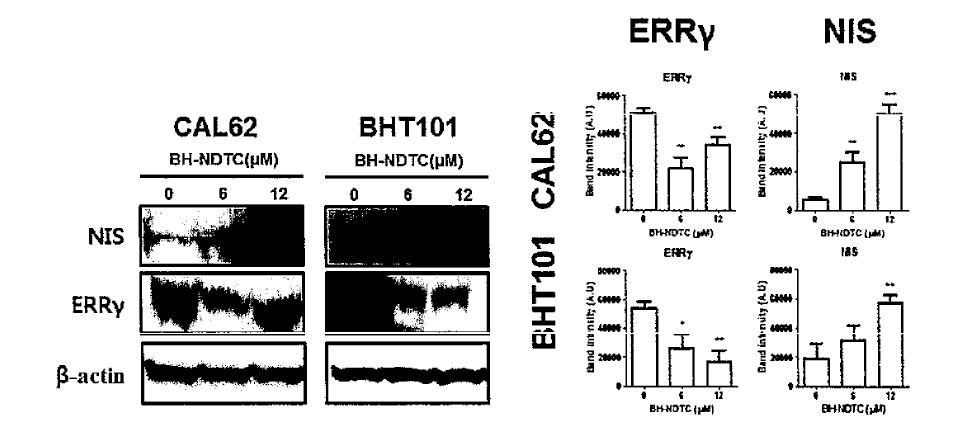 Effects of BH-NDTC on ERRγand NIS protein expression in anaplastic thyroid cancer cells