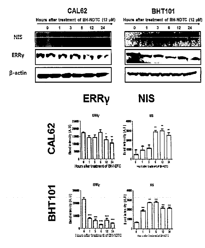 Tim e-dependent change of ERRy and NIS protein expression in anaplastic thyroid cancer cells treated with BH-NDTC