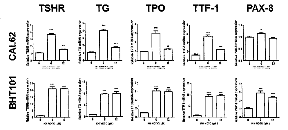Effects of KH-NDTC on mRNA expression for thyroid-specific genes of anaplastic thyroid cancer cells