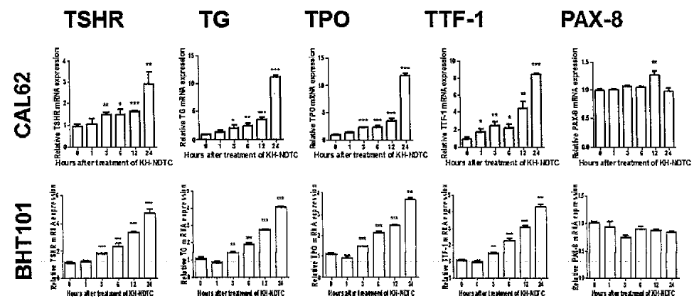 Time-dependent change of mRNA expression for thyroid-specific genes of KH-NDTC-treated CAL62 and BHT101 cells