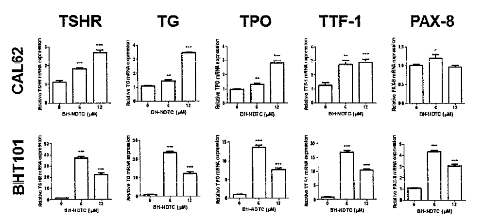 Effects of BH-NDTC on mRNA expression for thyroid-specific genes of anaplastic thyroid cancer cells