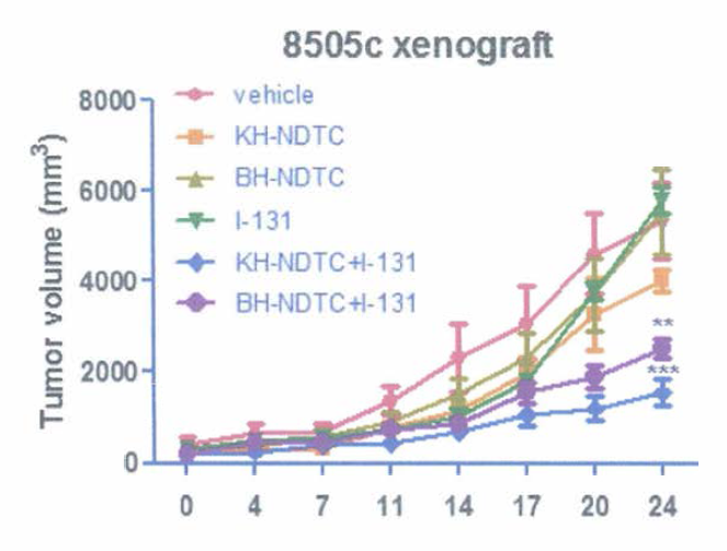Evaluation of therapeutic effects of KH-NDTC (or BH-NDTC)+I-131 in 8505c xenograft model