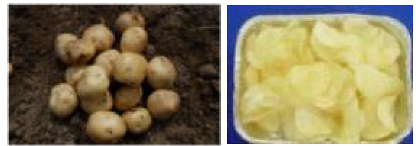 ‘진선’ 감자 괴경특성 및 칩가공성