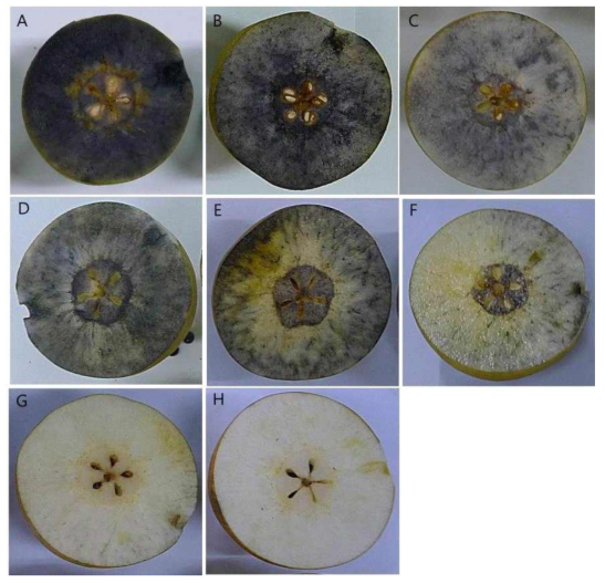 Change of flesh color after iodine test during fruit development of ‘Hanareum’ pear in 2014. A, 82 days after full bloom (DAFB); B, 96 DAFB; C, 110 DAFB; D, 115 DAFB; E, 119 DAFB; F, 125 DAFB; G, 130 DAFB; H, 135 DAFB