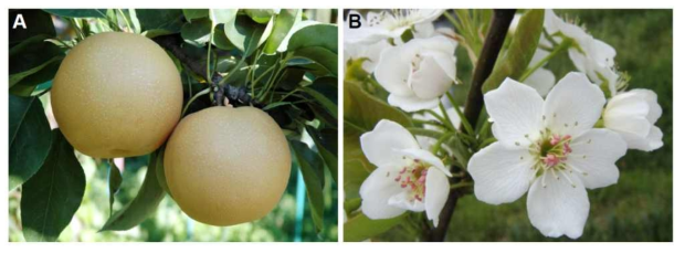 Fruit (left) bagging with paper bag at harvest and flower cluster (right) of ‘Sinhwa’ pear
