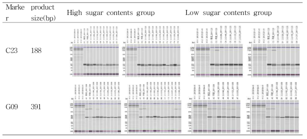 Results review for comparison relationship between sugar contents and SSR marker candidates originated from Hawngkeumbae Continue