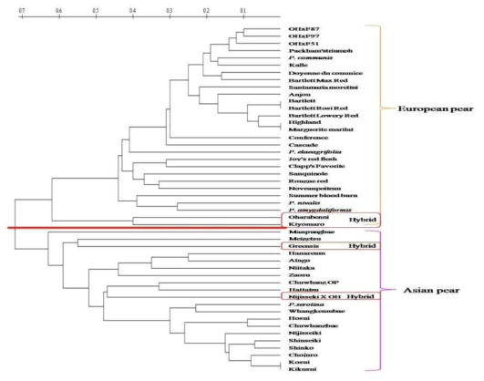 Dendrogram depicting the classifications of 49 pear cultivars and germplasm samples constructed using the unweighted pair-group method with arithmetical average (UPGMA) and based on microsatellite markers