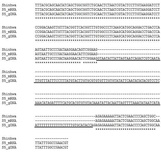 Multiple sequence alignment among cDNA of ‘Shinhwa’, S5_mRNA (GeneBank accession number D88282) from P. serotina and S5_gDNA (GeneBank accession number AB045711) from ‘Chojuro’. Asterisks (*) denoted coincidence with nucleotide of S5_mRNA and S5_gDNA, under-lined sequences denote intron of the S5 sequence