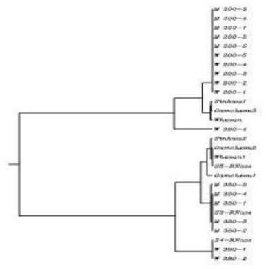 Phylogenetic tree based on sequencing results