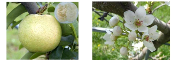 Fruit (left) bagging with paper bag at harvest and flower cluster (right) of ‘Seolwon’ pear