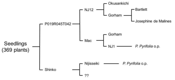 배 종간교잡 집단의 가계도, ‘P019R045T042 × Shinko’의 교배실생 집단이 연구에 활용됨