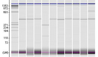 S-genotypes analysis of Seolwon(S3S9) cultivars by PCR-RFLP analysis. L,1Kb ladder; 1,Uncut PCR product; 2,SfcⅠ(S1 specific); 3,AflⅡ(S2 specific); 4,PpuMI (S3,S5 specific); 5,AlwNI (S5 specific); 6,NdeⅠ(S4 specific); 7,HinCⅡ(S6, S7 specific); 8,MluⅠ(S7 specific); 9,NruⅠ(S8 specific); 10,BstBⅠ(S9 specific). Each digested fragment was loaded using the electrophoresis system