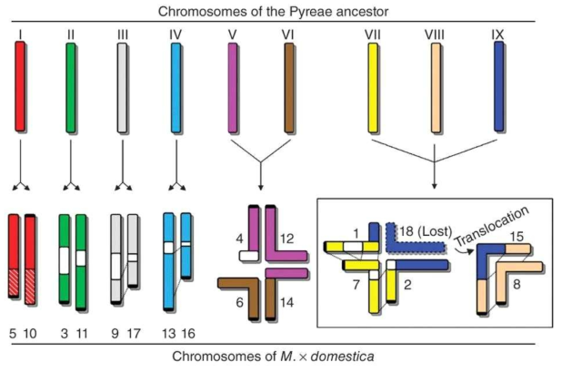 사과의 유전체에서 나타나는 genome duplication chromosome, 배의원종에서도동일하게 적용됨