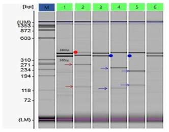 PCR-RFLP results for confirmation of the ‘Joyskin’ self-incompatibile gene with S-allele specific primer (Forward; FTQQYQ, Reverse; anti-TIWPNV(ACG TTT GGC CAA ATA GTT)). Uncut PCR product (1) and results digested by endonucleases (2-6). 380bp PCR product (red dot) was digested in 120, 260bp (red arrow) by Only PpuMI and 360bp PCR product (blue dot) was digested in 240 and 12bp by MluⅠ and 230 and 130bp by HincⅡ. M, 1Kb ladder; 1, Uncut PCR product; 2, PpuMI (S3,S5specific);3,AlwNI (S3,S5specific);4, MluⅠ (S7specific);5,HincⅡ (S6,S7specific);6,NdeⅠ (S4specific).Eachdigestedfragmentwasloadedusingtheelectrophoresissystem