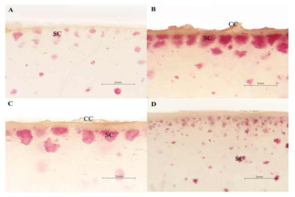 Confirming of stone cells by 3% phloroglucinol-HCl dye in fresh ‘Joyskin (A)’, Niitaka (B)’, ‘Manpungbae (C)’, ‘Whangkeumbae (D)’, pear using microscope (40×) on harvest time