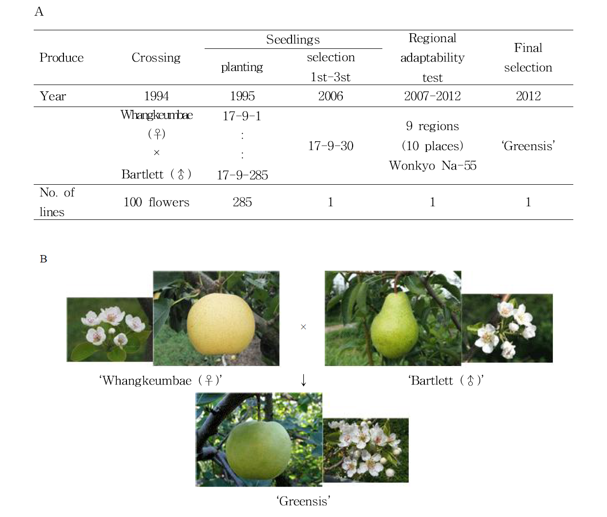 Pedigree diagram of ‘Greensis’ pear (A) and shape of fruit and flower (B)