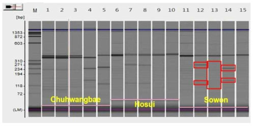 PCR-RFLP results for confirmation of the ‘Sowon’ self-incompatibile gene with S-allele specific primer (Forward; FTQQYQ, Reverse; anti-TIWPNV(ACG TTT GGC CAA ATA GTT)). 1, Chuhwangbae uncut; 2, Chuhwangbae/PpuM Ⅰ (It means Chuhwangbae PCR product was digested by Ppu MⅠ); 3, Chuhwangbae/Alw NⅠ; 4, Chuhwangbae/Nde Ⅰ; 5,Chuhwangbae/Mlu Ⅰ; 6, Hosui uncut; 7, Hosui/Ppu MⅠ; 8, Hosui/Alw NⅠ; 9, Hosui/Nde1; 10, Hosui/Mlu Ⅰ; 11, Sowon uncut; 12, Sowon/Ppu MⅠ(Red box showed digested products in 120, 260bp by Ppu MⅠ); 13, Sowon/Alw NⅠ(No digestion); 14, Sowon/Nde Ⅰ(Red box showed digested products in 140, 240bp by Nde Ⅰ); 15, Sowon/Mlu Ⅰ