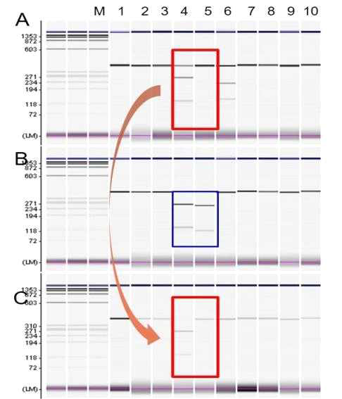 PCR-RFLP results for confirmation of the ‘Sowon’ self-incompatibile gene with S-allele specific primer (Forward; FTQQYQ, Reverse; anti-TIWPNV(ACG TTT GGC CAA ATA GTT)). A: Hwangkeumbae (S3S4) B: Whasan (S5,S?), C: Aramchan (S3,S?), M: 1Kb ladder, 1: uncut, 2: sfc 1, 3. Afl 2, 4: PpuM 1, 5: AlwN1, 6: Nde 1, 7: HinC 2 8: Mlu 1, 9: Nru 1, 10: BstB 1. (2∼10: digested by endonucleases)