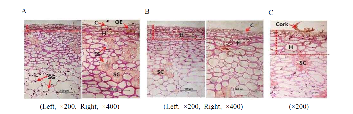 Anatomical observation of Censall skin structure on optical microscope (A, Immatured Censall, left, ×200, right, ×400; B, matured fruit, left, ×200, right, ×400; C, Niitaka) C, cork layer; H, hyperdermis; IS, intercellular space, OE, outer epidermis; SC, stone cell; SG, starch granule