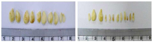 Comparison of seed development between Hwangkeumbae (Left) and Censall (Right) in 22. July 2014
