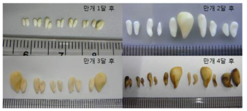 Comparison of seed development over time (Left: Seed development status in 30days after full bloom; Right: Seed development status in 50 days after full bloom)
