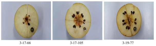 Seeds development of Wonhwang × Osanijiseiki seedlings fruit