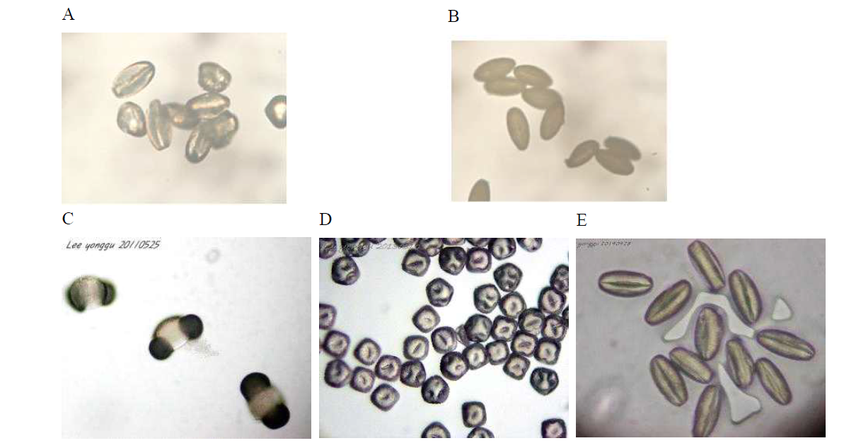 Microscopic observation of pollen shape A,Pyrus sp.; B,Brassica napus C,P inus densiflora; D, Schlum bergera; E,Malus sp. (C, D, E were quoted by http://yonggulee.egloos.com/)