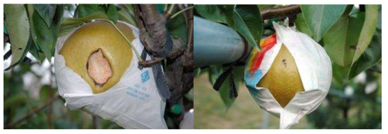 Harmed Manpungbae fruit by damaged paper bag(A, by bird; B, fruit moth)