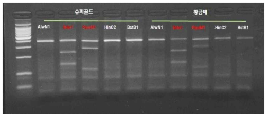 S-genotypes analysis of Supergold by PCR-RFLP analysis. L,1Kb ladder; 1,Uncut PCR product; 2,SfcⅠ (S1 specific); 3,AflⅡ (S2 specific); 4,PpuMI (S3,S5 specific); 5,AlwNI (S5 specific); 6,NdeⅠ (S4 specific); 7,HinCⅡ (S6, S7 specific); 8,MluⅠ (S7 specific); 9,Nru Ⅰ (S8 specific); 10,BstBⅠ(S9 specific). Each digested fragment was loaded using the electrophoresis system