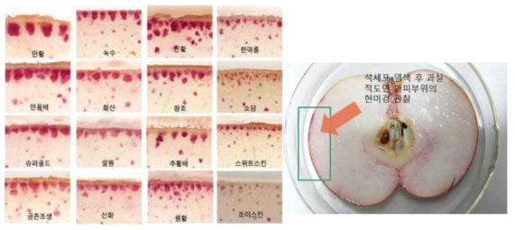 Microscopic observation of stone cell distribution in pear skin (40×)