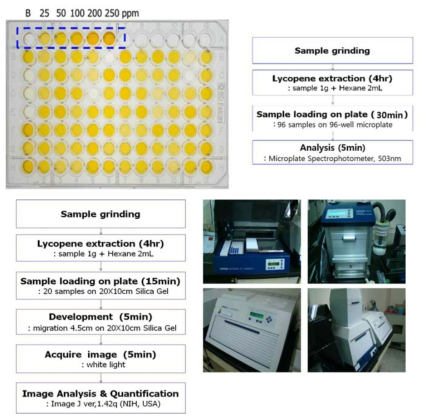 Microplate 및 HPTLC를 이용한 라이코핀 분석과정