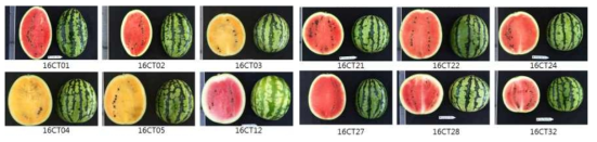 수박 시트룰린 주요 선발계통의 과실 특성(5차년도)
