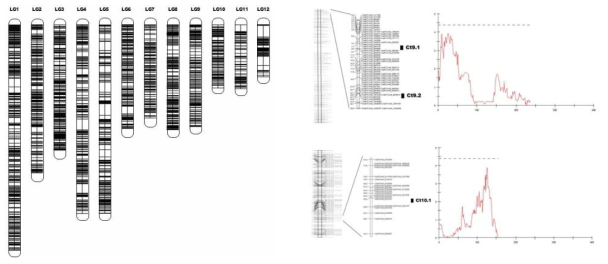 시트룰린 함량 관련 SNP 분자표지 연관지도(좌) 및 QTL 분석결과(우)