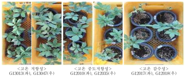 고온처리 35일 경과 후 계통별 생육상황 비교를 통한 저항성 검정