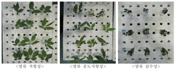 간이검정법에 따른 염류 저항성, 중도저항성, 감수성 자원의 생육비교