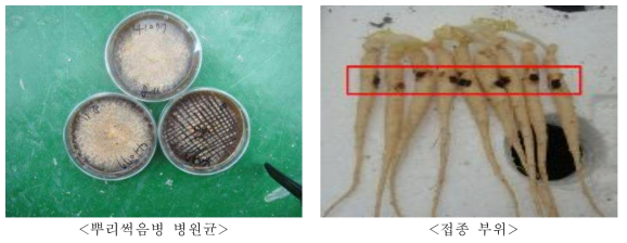 계통별 뿌리썩음병원균 접종